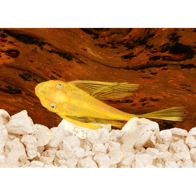 LEMON BLUE EYE BRISTLENOSE - L144 - LONGFIN