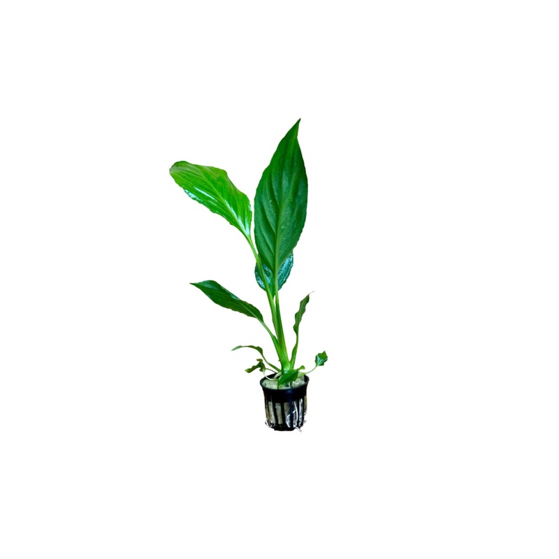 Spathiphyllum 5cm Pot