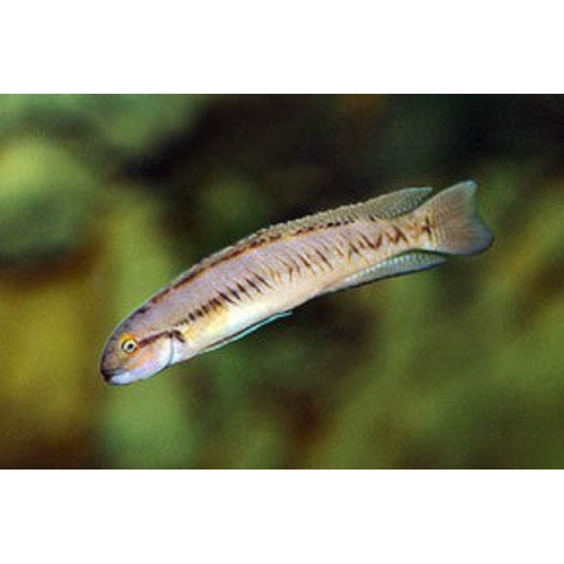 Telmatochromis vittatus
