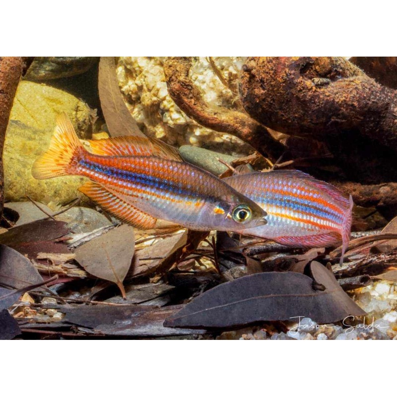 Utchee Creek Rainbowfish