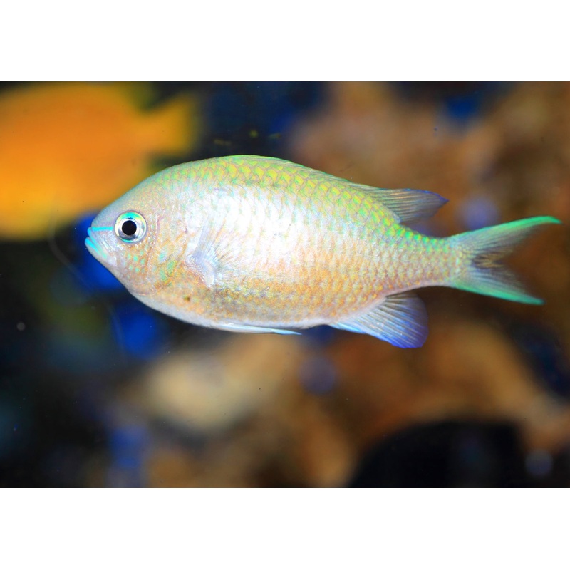 Chromis - Blue Green