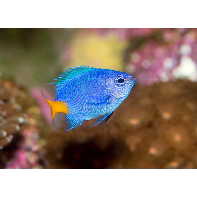 Damsel - Yellow Tail Blue