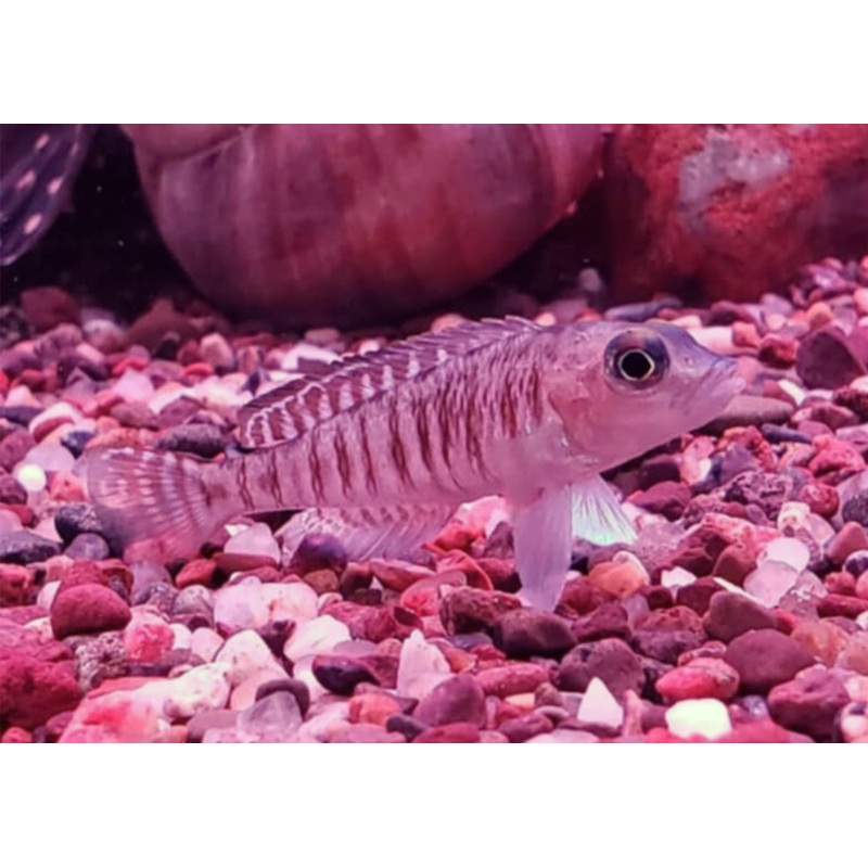 Lamprologus Signatus