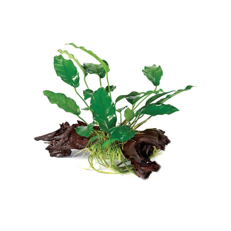 Anubias Emerald Heart