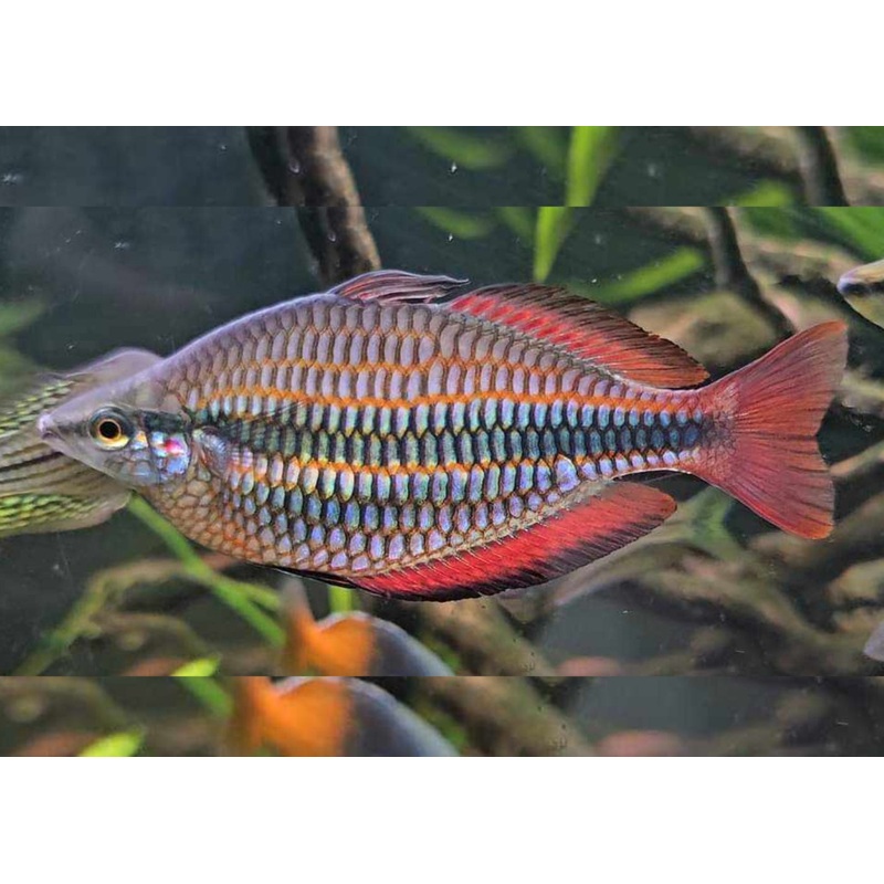Banded Rainbowfish - Goyder River