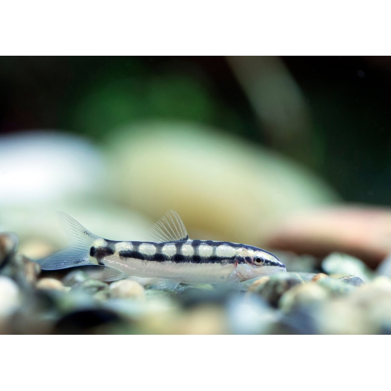 Chain Loach - Dwarf