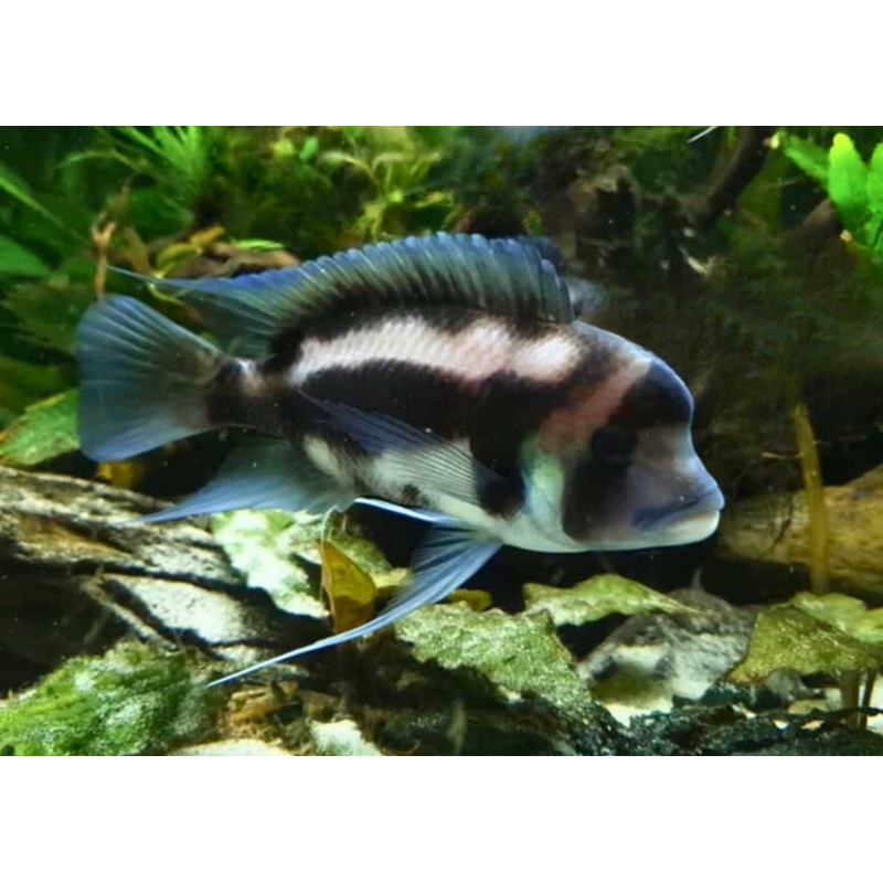 Cyphotilapia Frontosa - Black Widow