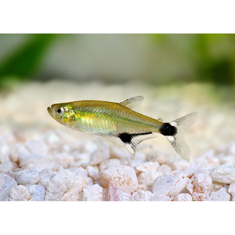 Dawn Tetra