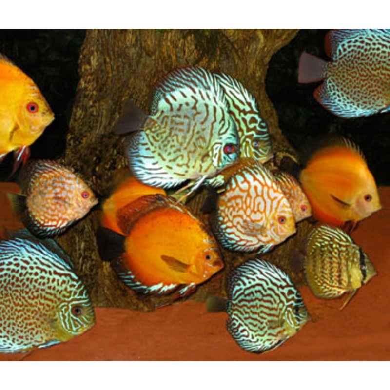 Discus Assorted Special 3 for $100