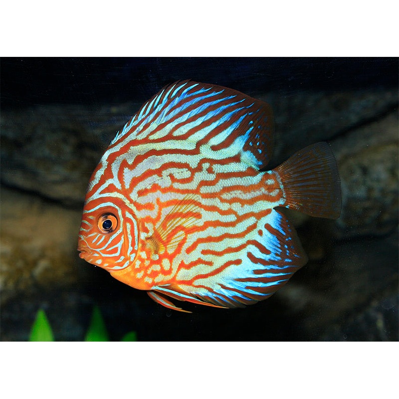 Discus Turquoise Red