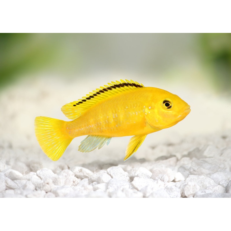 Electric Yellow Cichlid Special 2 for $50