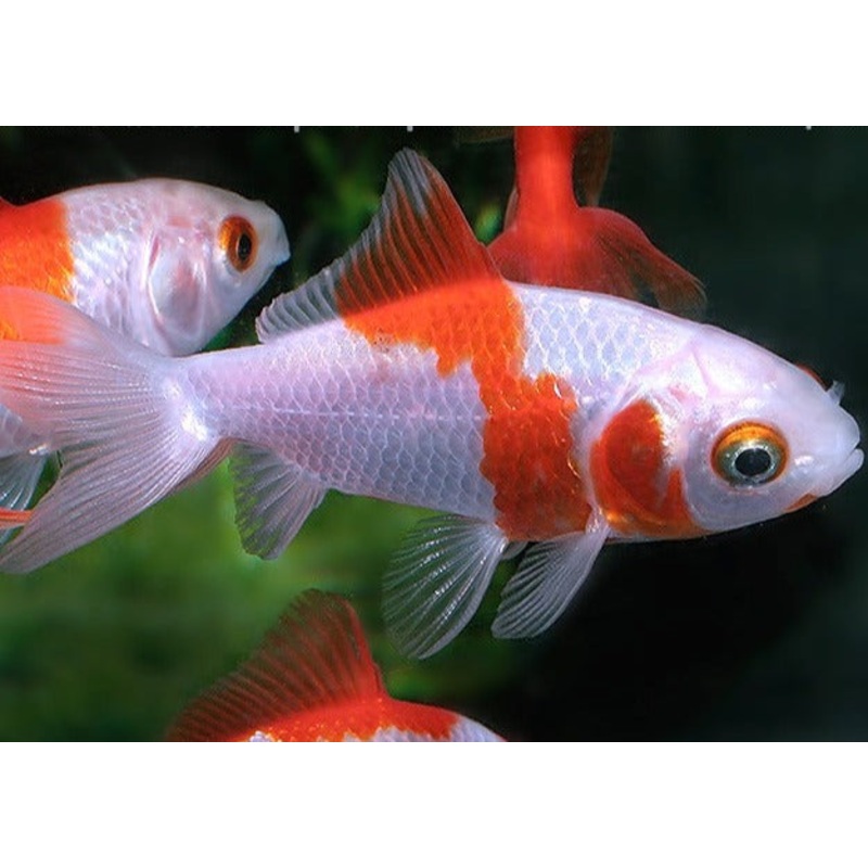Hoe Kim Goldfish