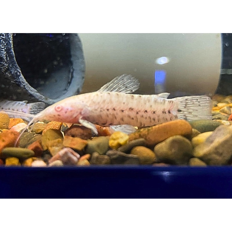 hoplo catfish albino