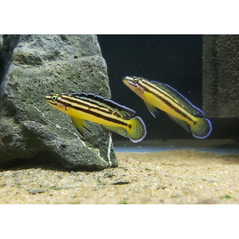 Julidochromis Marksmithi Kipili