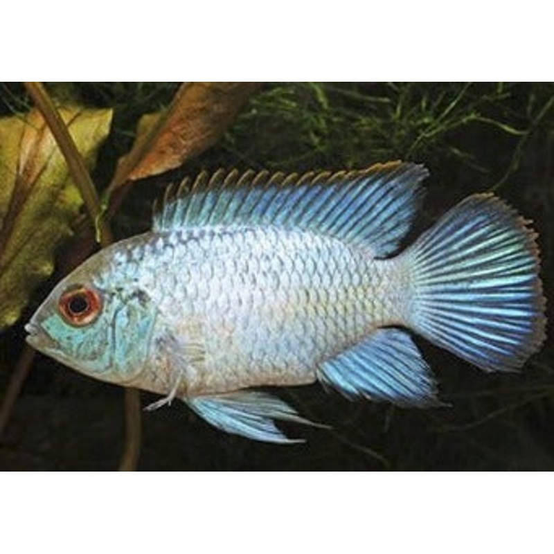 Neon Blue Acara Special 3 for $25