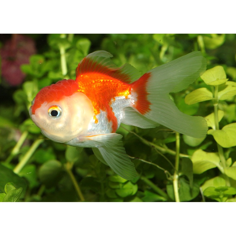 Oranda - Assorted