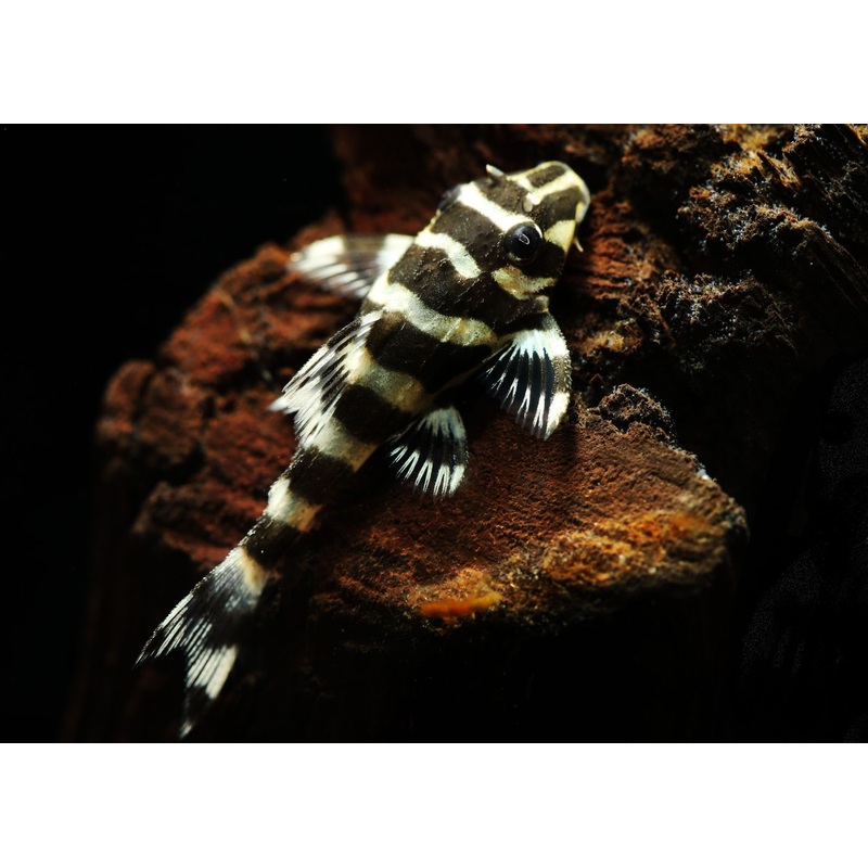 Peckoltia compa. L134 - Leopard Frog Pleco