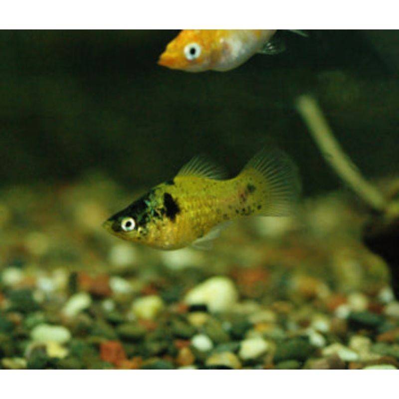 Platy Bumblebee