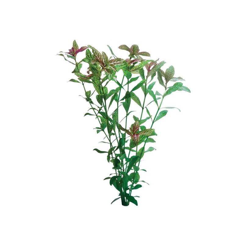 Red Hygrophila