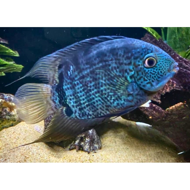 Severum - Blue
