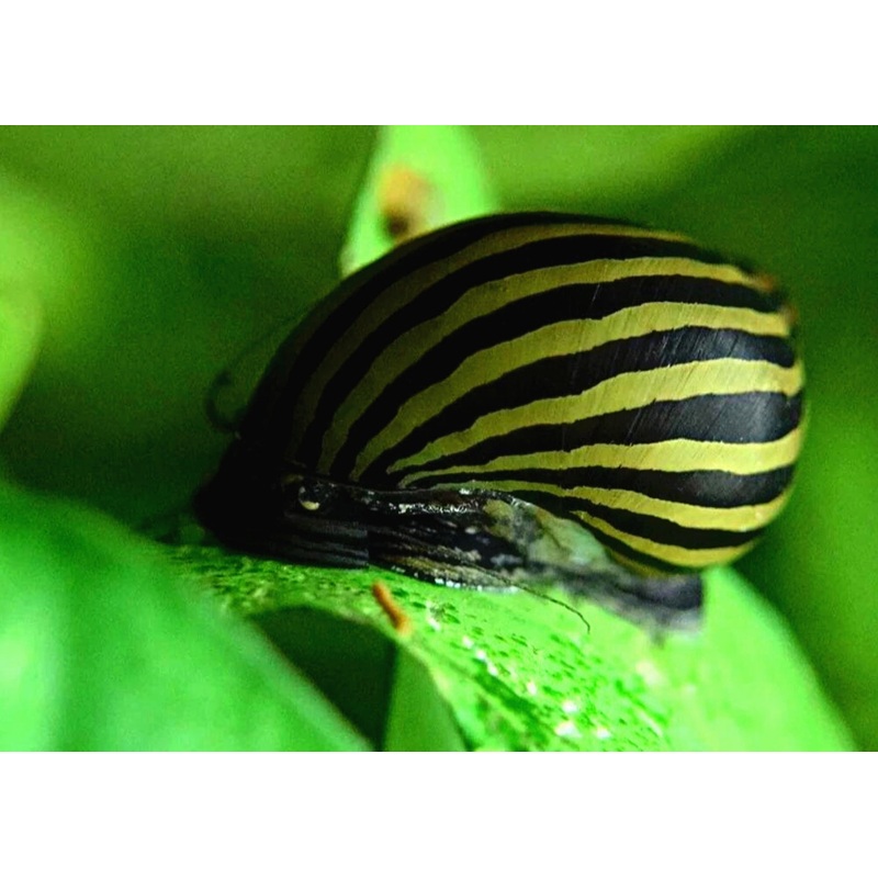 Snail Freshwater - Nerite