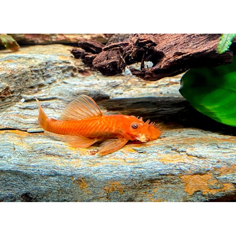 Super Red Bristlenose - Special 5 for $125