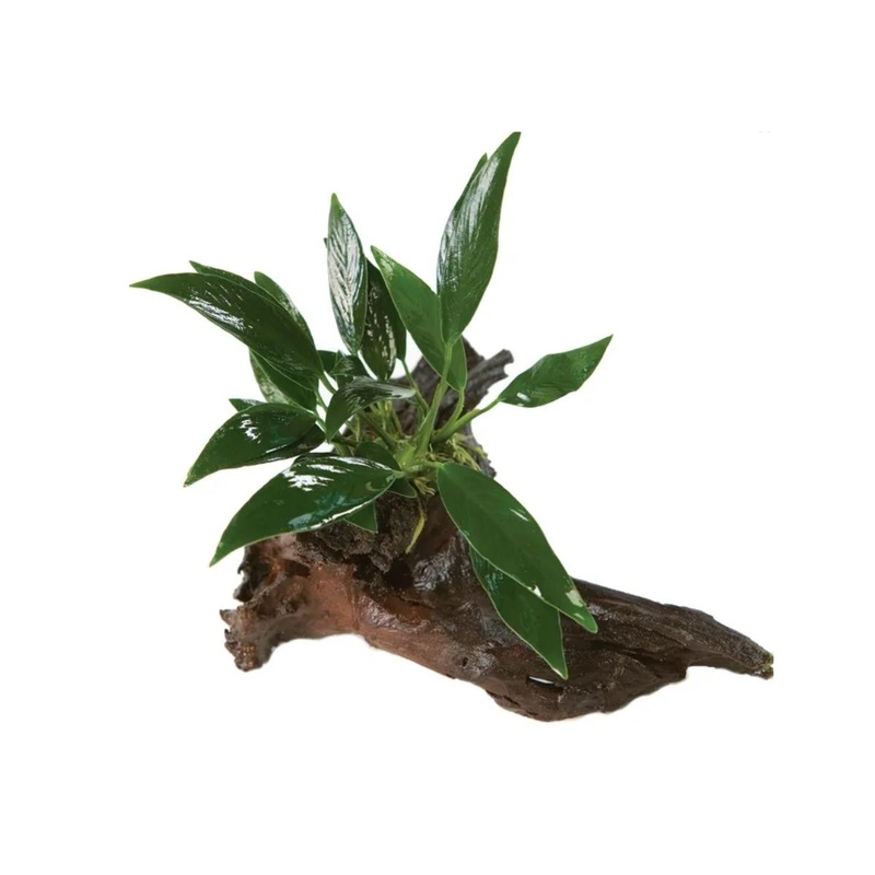 Anubias Afzelli OT Driftwood Creation - Mini