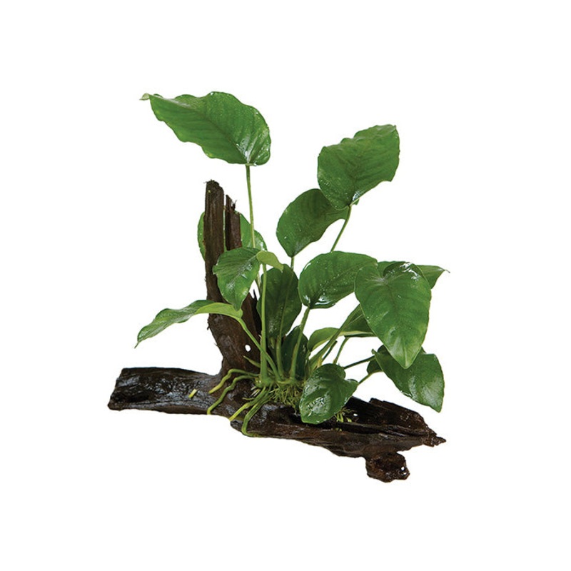Anubias Barteri OT Driftwood Creation