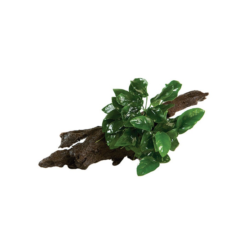 Anubias Nana Driftwood Creation
