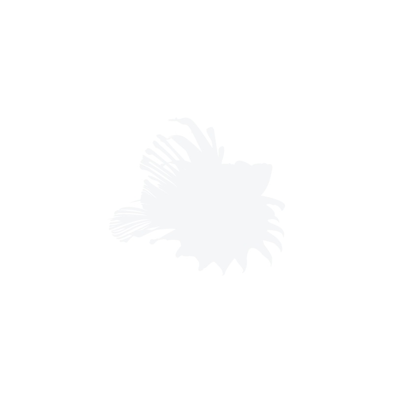 Aphyosemion Filamentosum