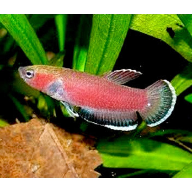 Betta Channoides - Cherry Betta