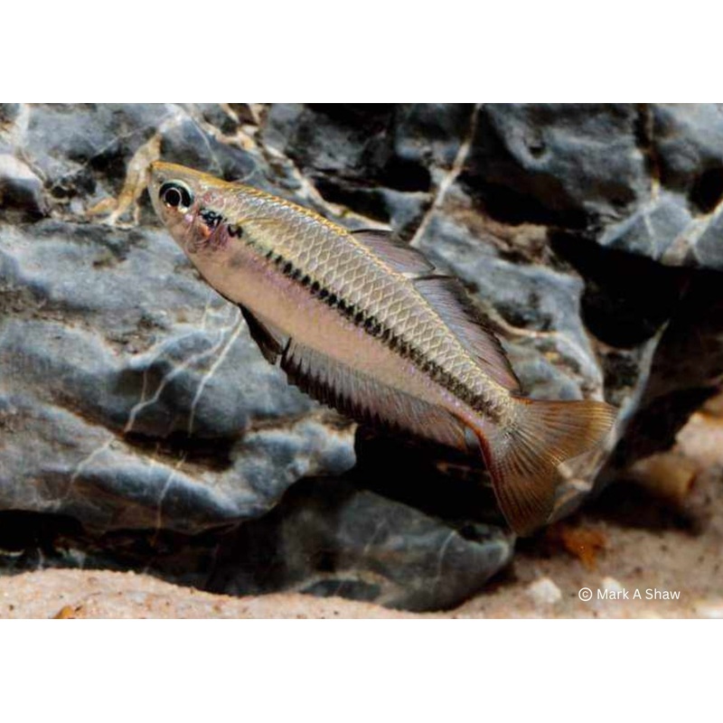 Black Banded Rainbowfish