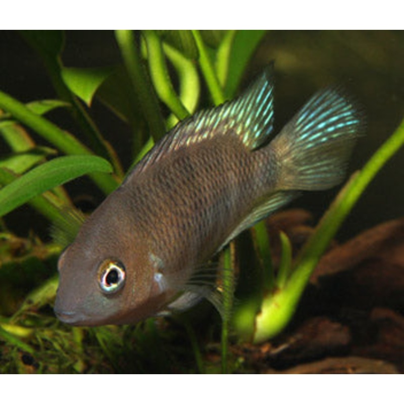 Blue Eye Cichlid