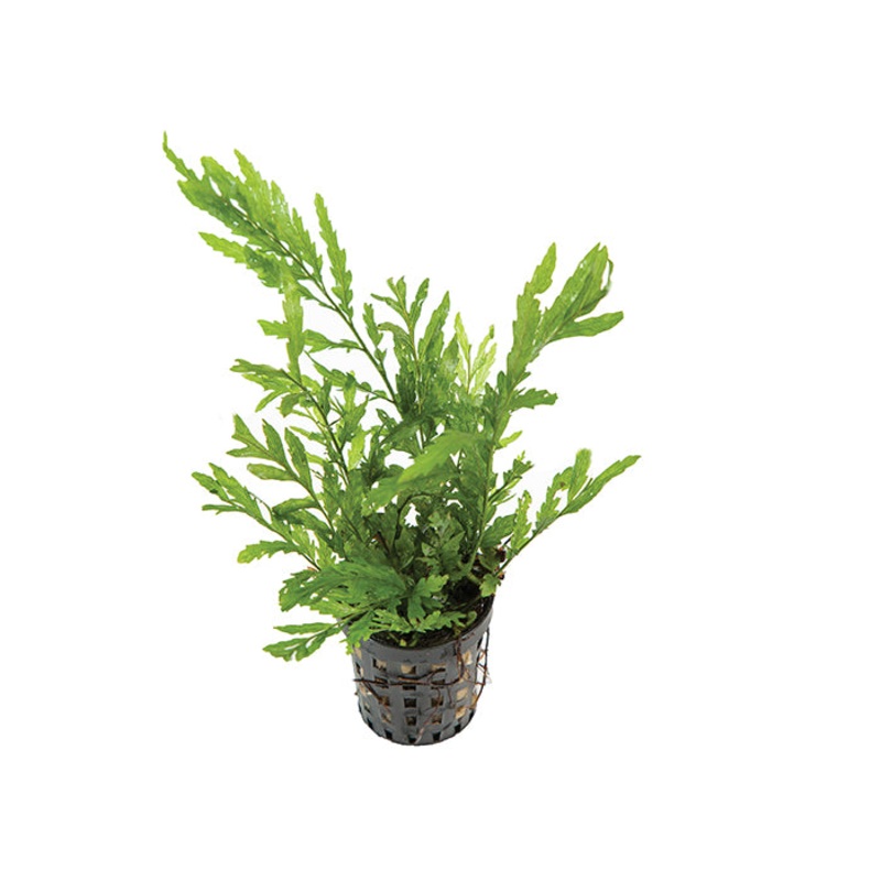 Bolbitus in Mesh Pot