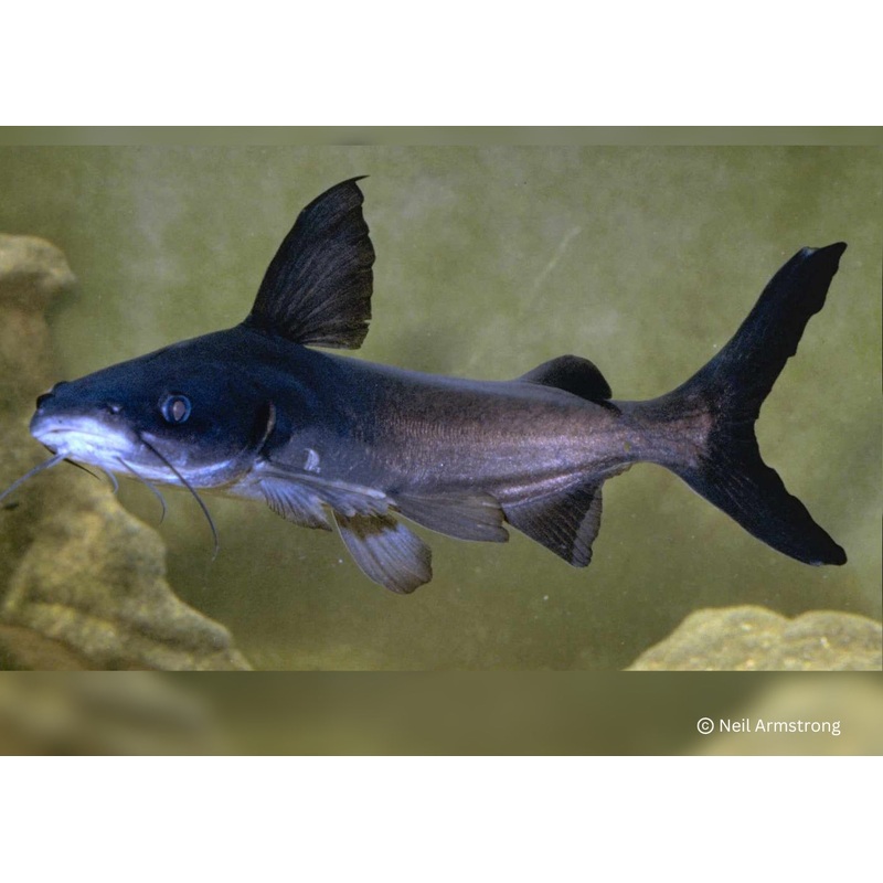 Catfish - Berneys