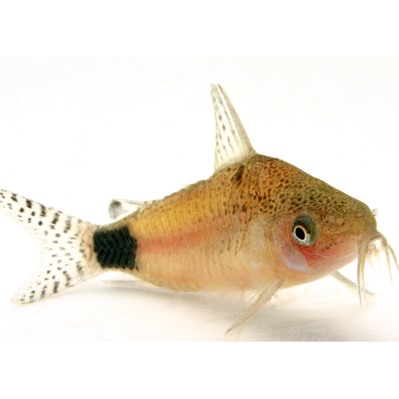 Corydoras Guapore