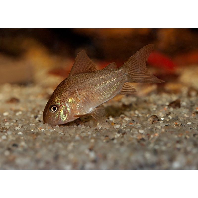 Corydoras Polystictus