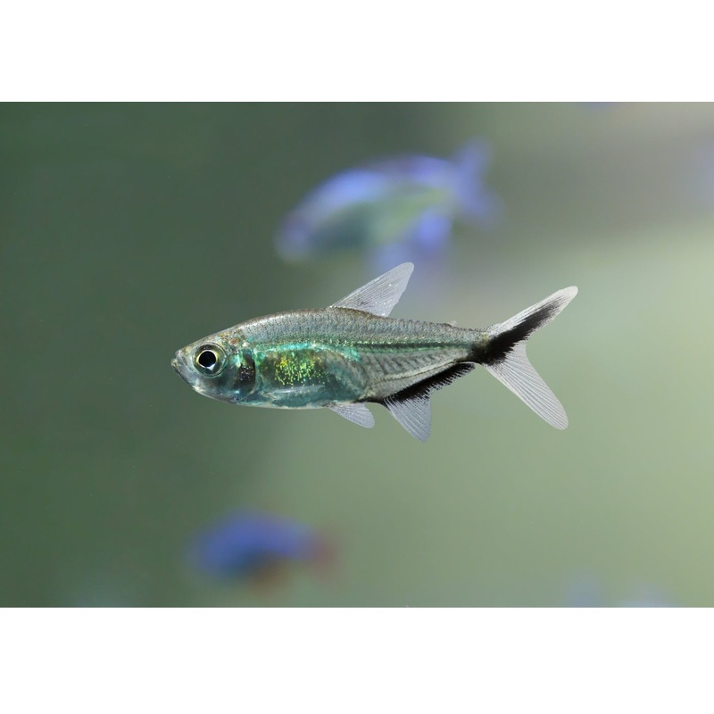 Costae Tetra - Black line
