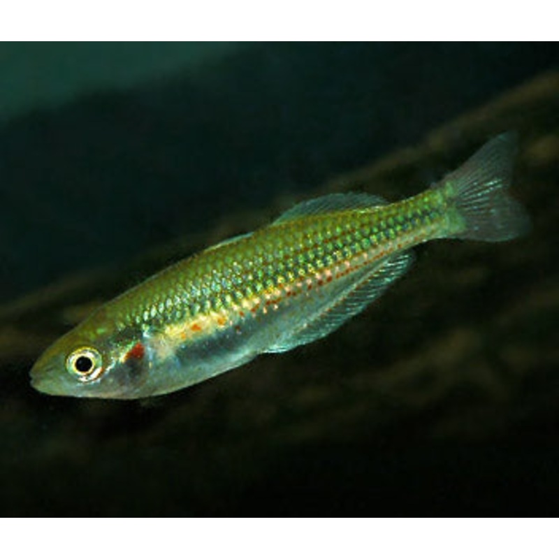 Crimson Spotted Rainbowfish