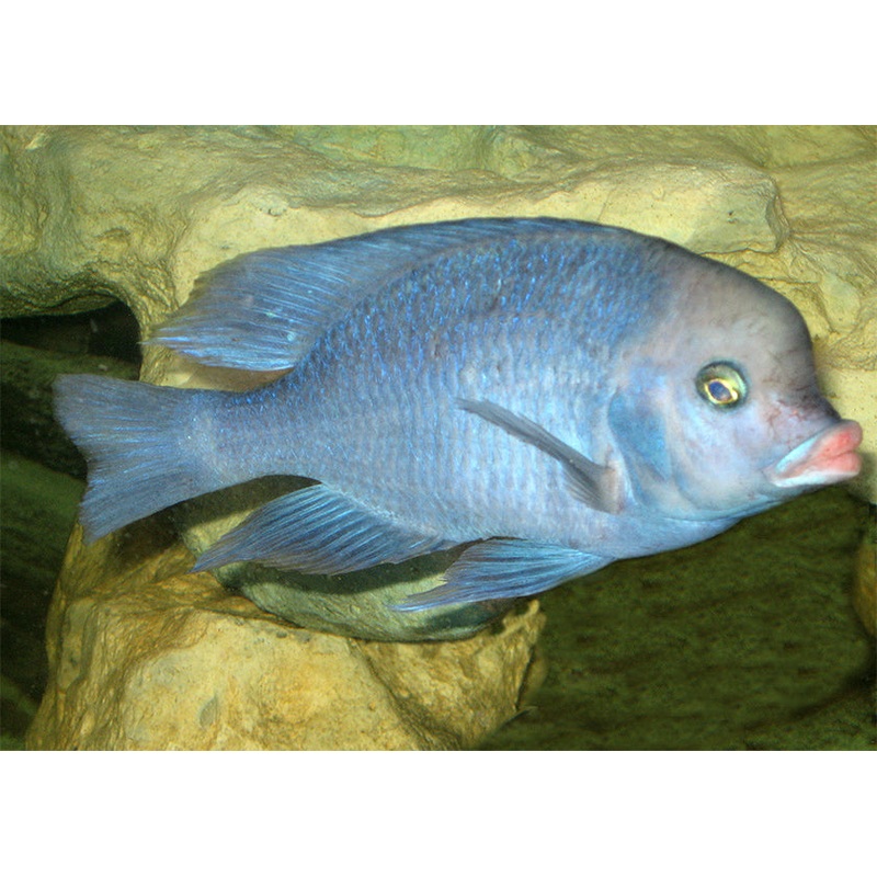 Cyrtocara Moorii - Blue Dolphin