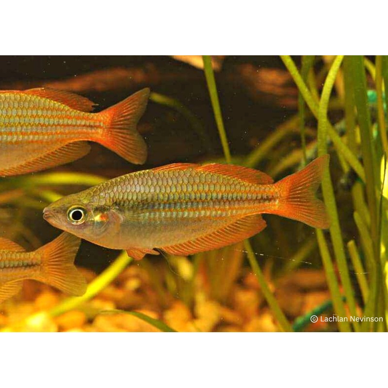 Eastern Rainbowfish - Wallaby Creek