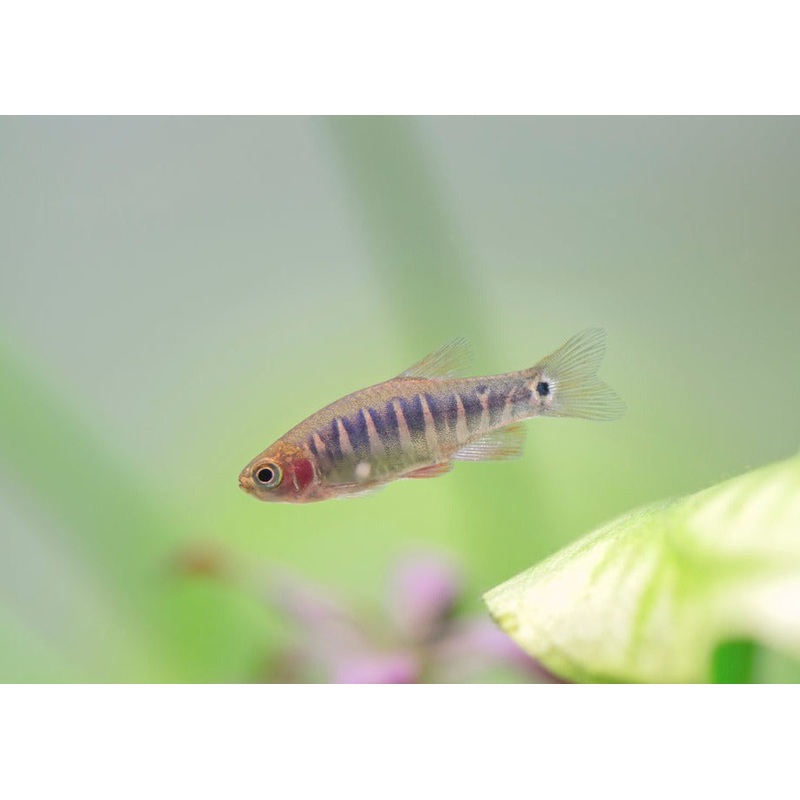 Emerald Rasbora