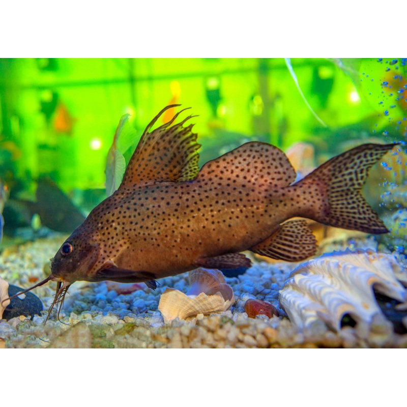 Featherfin Catfish