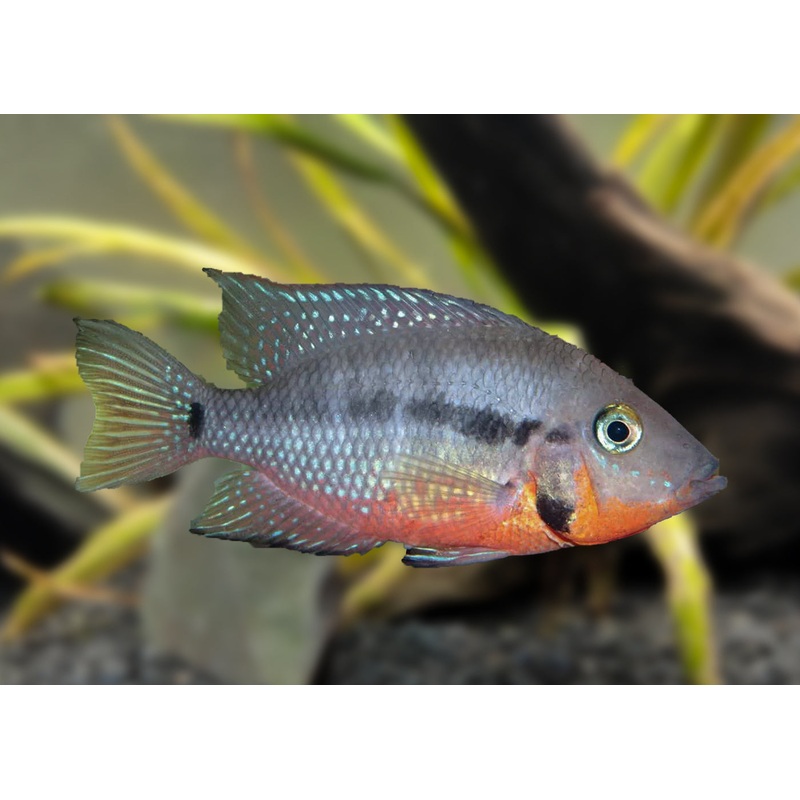 Firemouth