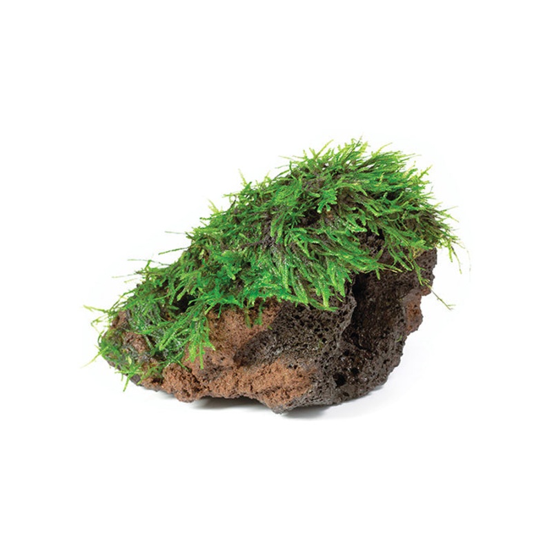 Fontinalis Rock Creation