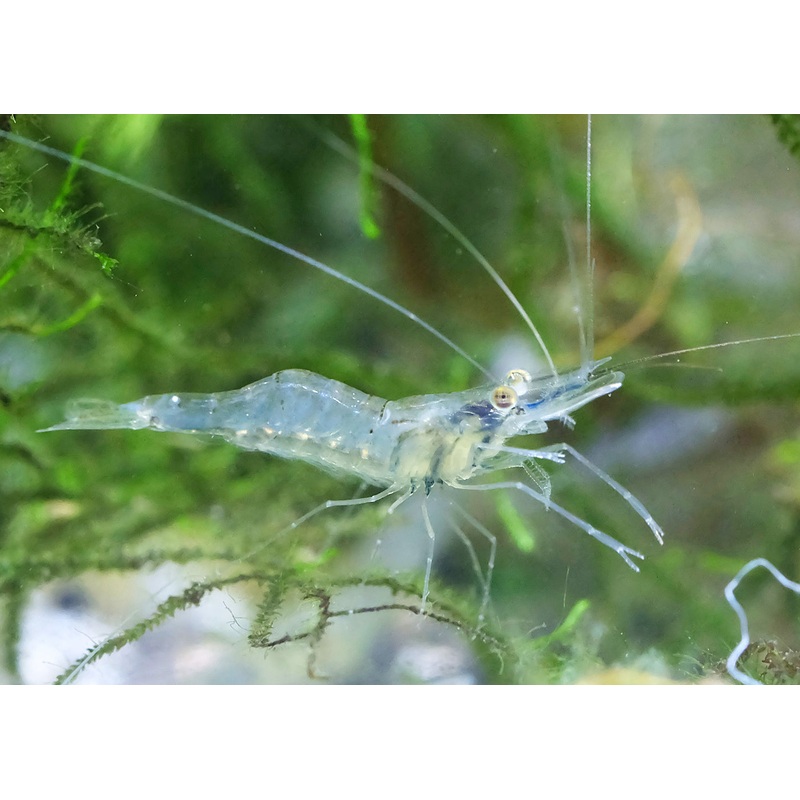 Glass Shrimp