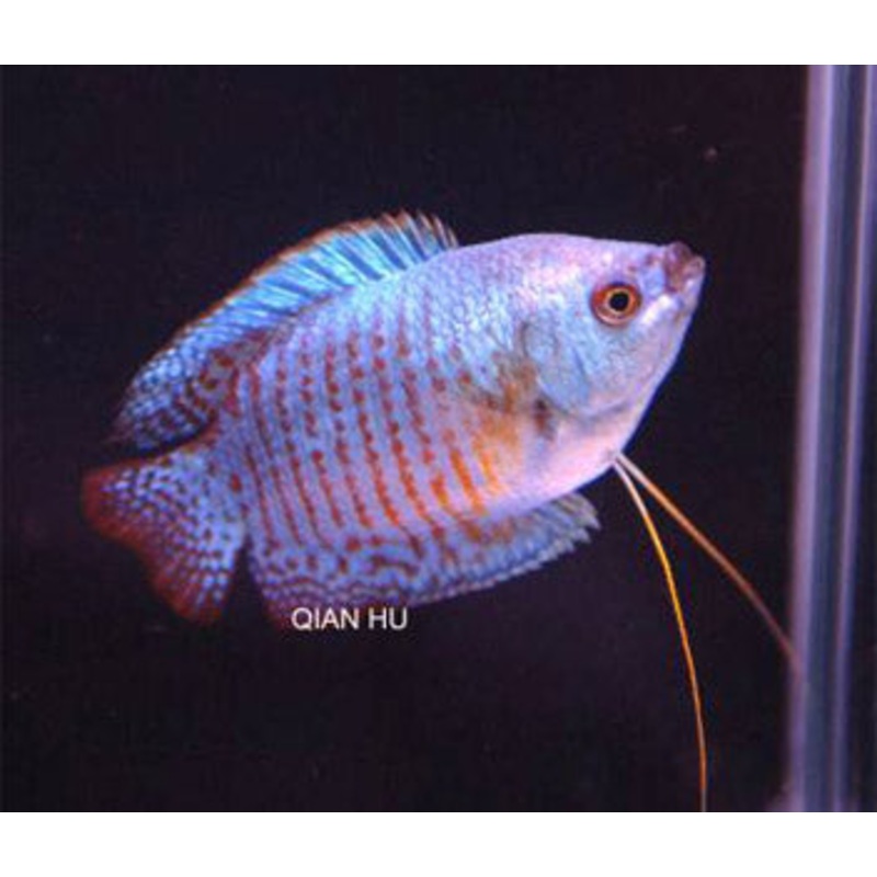 Gourami Dwarf Male Neon