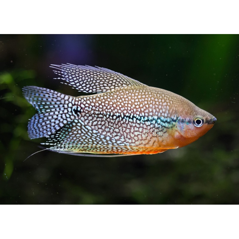 Gourami Pearl