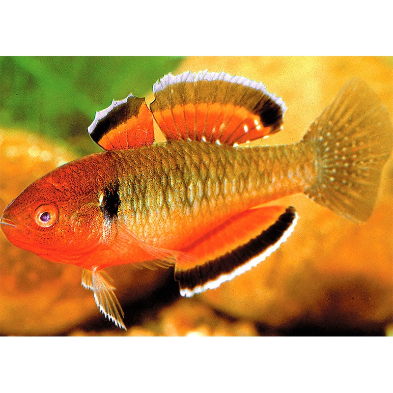 Gudgeon Empire