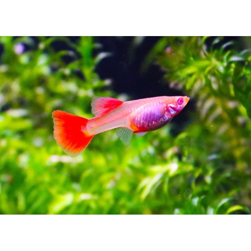 Guppy - Full Red Guppy Albino - Female